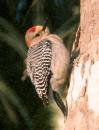 [Golden-fronted Woodpecker]