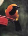 [Hooded Oriole]