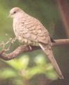 [Inca Dove]