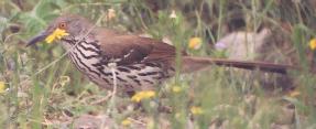 [Long-billed Thrasher]