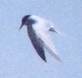 [Least Tern]