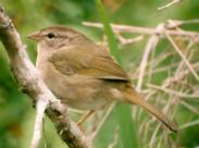 [Olive Sparrow]