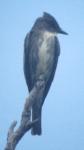 [Olive-sided Flycatcher]