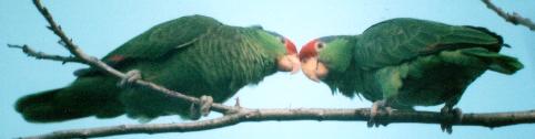 [Red-crowned Parrot]
