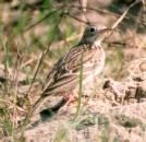 [Sprague's Pipit]