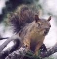 [Squirrel]
