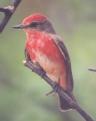 [Vermillion Flycatcher]