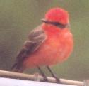 [Vermillion Flycatcher]