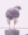 [White-tailed Hawk]