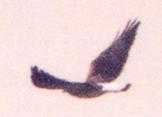 [White-tailed Hawk]