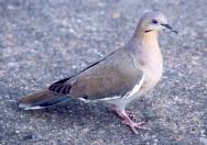 [White-winged Dove]