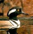 [Hooded Merganser]