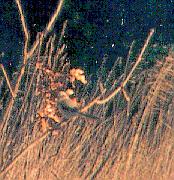 [Northern Shrike]