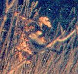 [Northern Shrike]