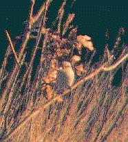 [Northern Shrike]