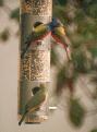 [Painted Bunting]