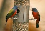 [Painted Bunting]