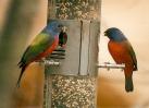 [Painted Bunting]
