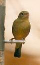 [Painted Bunting]
