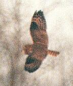 [Short-eared Owl]