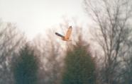 [Short-eared Owl]