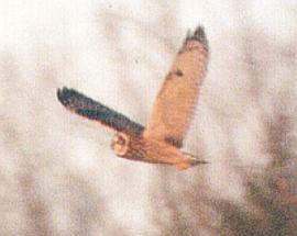 [Short-eared Owl]