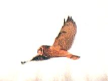 [Short-eared Owl]