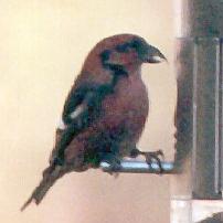 [White-winged Crossbill]