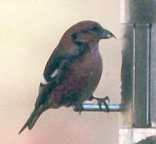[White-winged Crossbill]