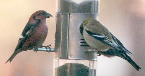 [White-winged Crossbill]