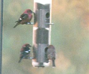 [White-winged Crossbill]