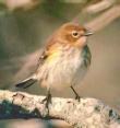 [Yellow-rumped
Warbler]