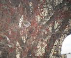 [Bohemian Waxwing]