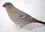 [Pine Grosbeak]