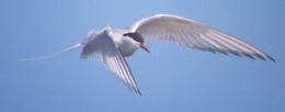 [Arctic Tern]