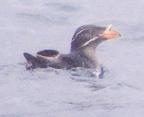 [Rhinocerous Auklet]