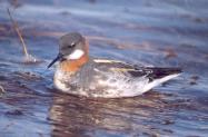 [Red-necked Phalarope]