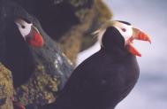 [Tufted Puffin]