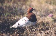 [Willow Ptarmigan]