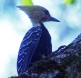 [Blond-crested Woodpecker]