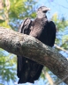 [Black Vulture]