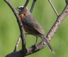 [Black and Rufous Warbling Finch]