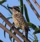 [Checkered Woodpecker]