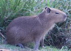 [Capybara]