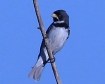 [Double-collared Seedeater]
