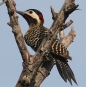 [Green-barred Woodpecker]