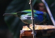 [Green-headed Tanager]