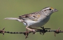 [Grassland Sparrow]