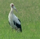 [Maguari Stork]