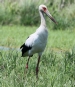 [Maguari Stork]